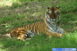 Tigre