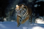 Tigre